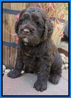 LIza Duke pups 5 wks old 351