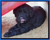LIza Duke pups 5 wks old 361
