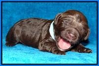 Liza Duke pups 1 wk old 161