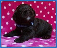 Liza Duke pups 2 wks old 191