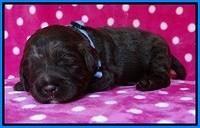 Liza Duke pups 2 wks old 201