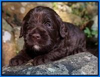 Liza Duke pups 3 wks old 231
