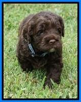 Liza Duke pups 4 wks old 251