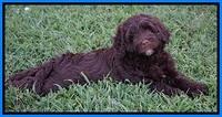 Liza Duke pups 7 wks old 401