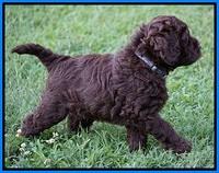 Liza Duke pups 7 wks old 411