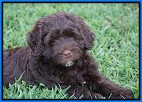 Liza Duke pups 7 wks old 421