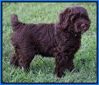 Liza Duke pups 7 wks old 441