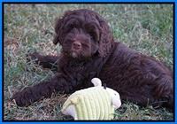 Liza Duke pups 7 wks old 451