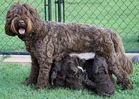 Group shots all dogs Aug 24 15 077