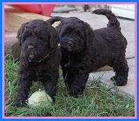 LIza Duke pups 5 wks old 381