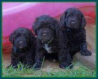 LIza Duke pups 5 wks old 391