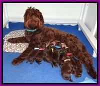 Liza Duke pups 1 wk old 191