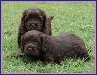 Liza Duke pups 4 wks old 81