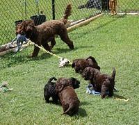 Liza Duke pups 7 wks old 501