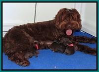 Liza Duke pups newborn 11