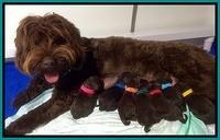 Liza Duke pups newborn 31