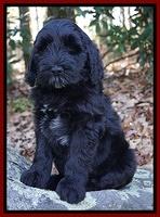 Individual puppy photo gallery