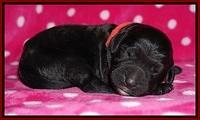 Bess Dempsey Newborn 81