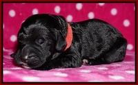 Bess Dempsey Newborn 91