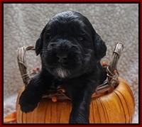 Bess Dempsey pups 2 wks old 10100
