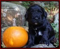 Bess Dempsey pups 3 wks old 131