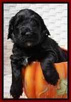 Bess Dempsey pups 4 wks old 13100