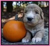 Bess Dempsey pups 3 wks old 31