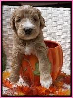 Bess Dempsey pups 4 wks old 1100