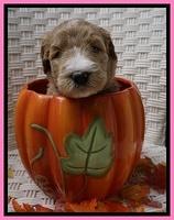 Bess Dempsey pups 4 wks old 2100