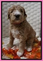 Bess Dempsey pups 4 wks old 4100