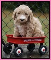 Bess Dempsey pups 6 wks old 41