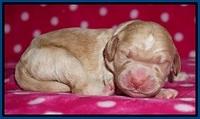 Bess Dempsey Newborn 41