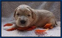 Bess Dempsey pups 2 wks old 6100