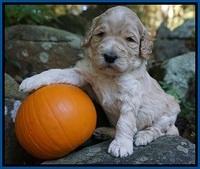 Bess Dempsey pups 3 wks old 51