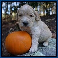 Bess Dempsey pups 3 wks old 61