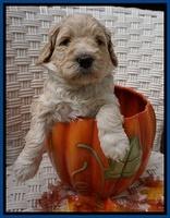 Bess Dempsey pups 4 wks old 6100