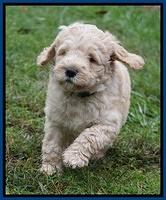 Bess Dempsey pups 6 wks old 91