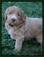 Bess Dempsey pups 5 wks old 121