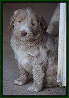 Bess Dempsey pups 5 wks old 131