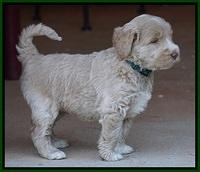 Bess Dempsey pups 5 wks old 141