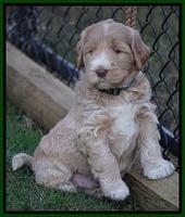 Bess Dempsey pups 5 wks old 151