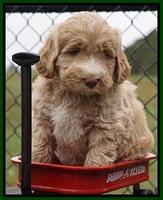 Bess Dempsey pups 6 wks old 101