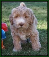 Bess Dempsey pups 7 wks old 131