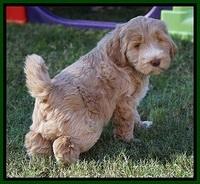 Bess Dempsey pups 7 wks old 141
