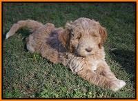 Bess Dempsey pups 7 wks old 271