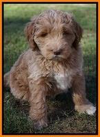 Bess Dempsey pups 7 wks old 291