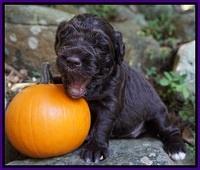Bess Dempsey pups 3 wks old 201