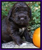 Bess Dempsey pups 3 wks old 241