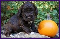 Bess Dempsey pups 3 wks old 251