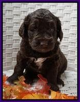 Bess Dempsey pups 4 wks old 22100